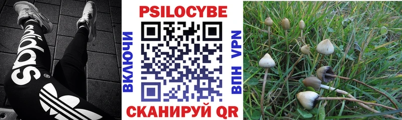 Псилоцибиновые грибы GOLDEN TEACHER Купить Пудож